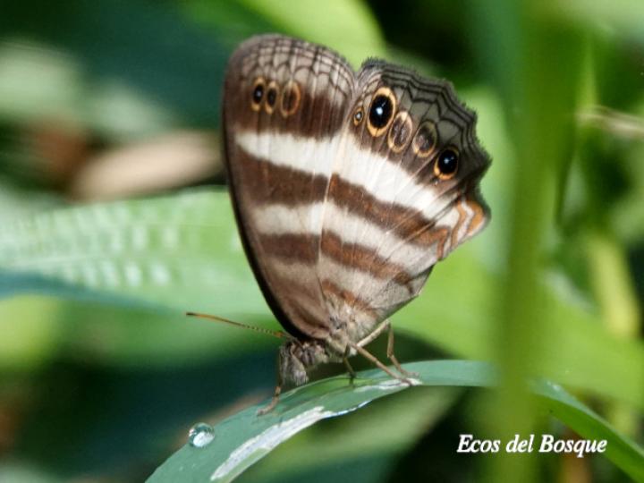 Pareuptychia metaleuca (Sátiro de una banda)