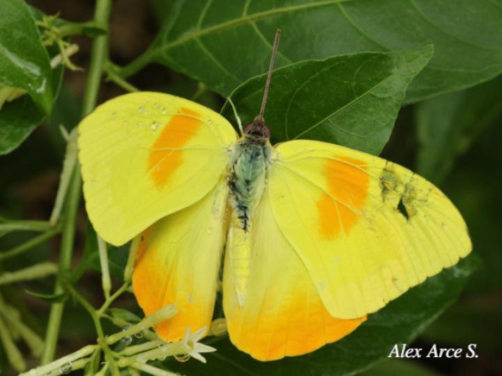 Phoebis philea philea (Mariposa azufre de bandas naranja)