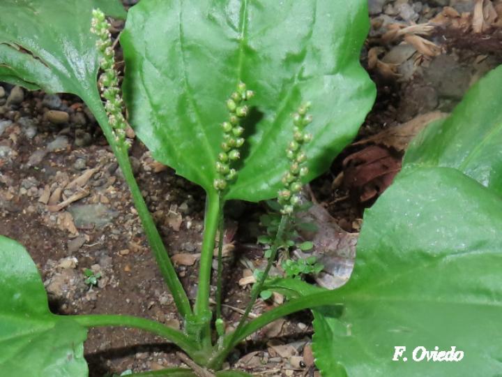 Plantago major (Llantén)