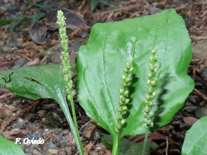 Plantago major (Llantén)