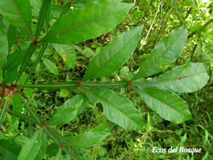 Quassia amara (Hombre grande)