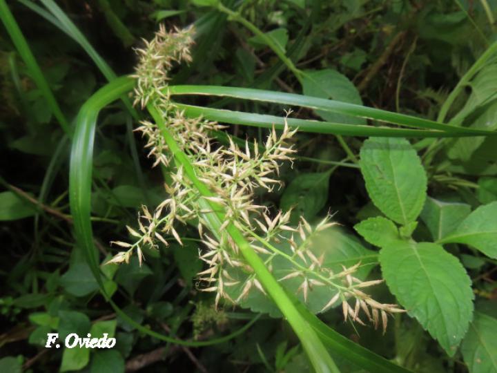 Rhynchospora polyphylla
