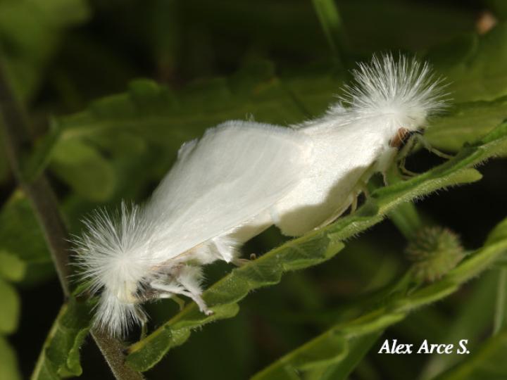 Rupela albinella (Polilla blanca)