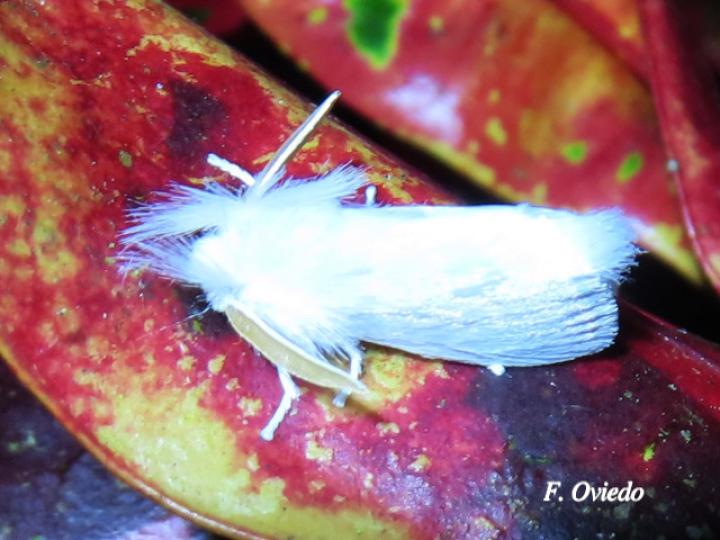 Rupela albinella (Polilla blanca)