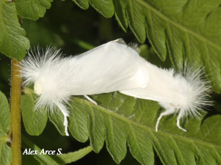 Rupela albinella (Polilla blanca)