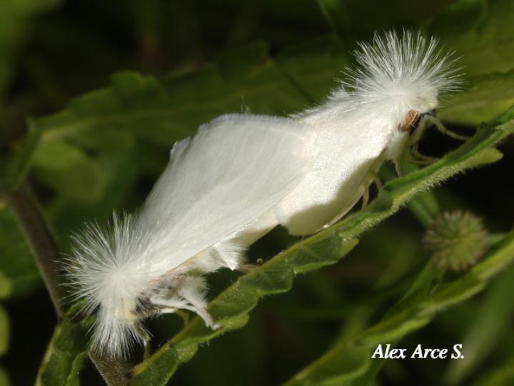 Rupela albinella (Polilla blanca)