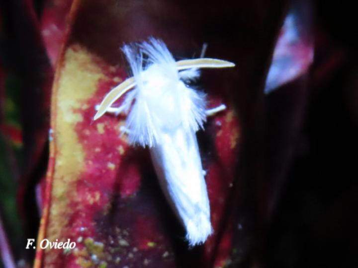 Rupela albinella (Polilla blanca)