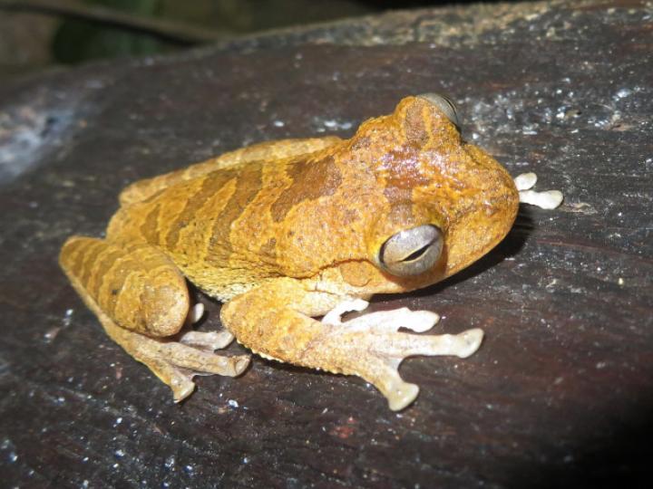 Smilisca sordida (Rana arborícola parda)
