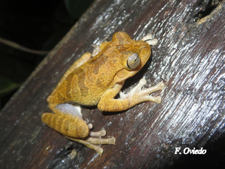 Smilisca sordida (Rana arborícola parda)