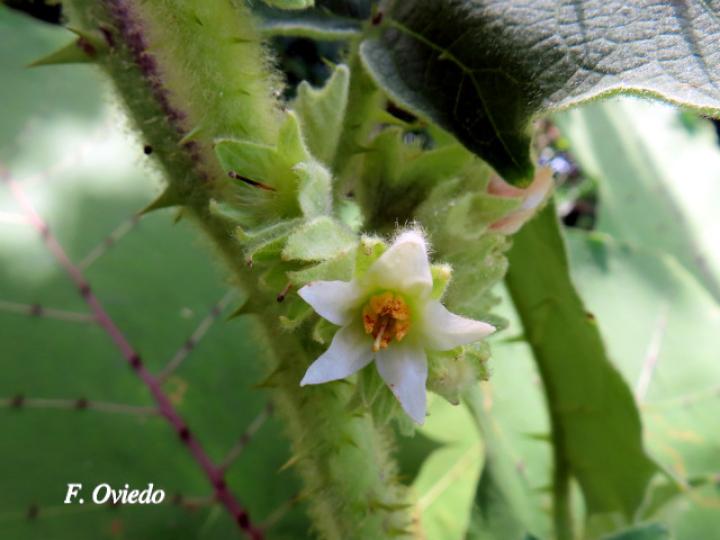 Solanum candidum (Huevos de perro)