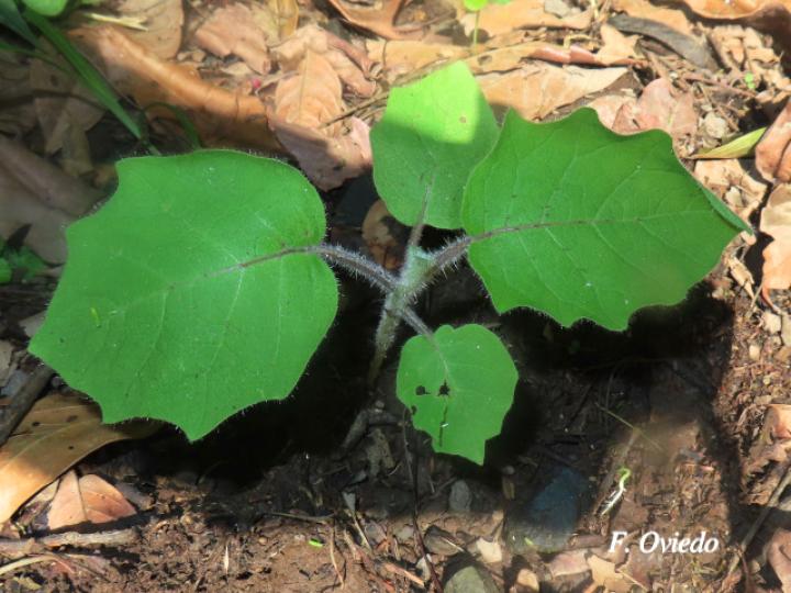 Solanum candidum (Huevos de perro)