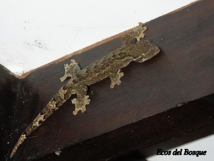 Thecadactylus rapicauda (Geco cola de nabo)