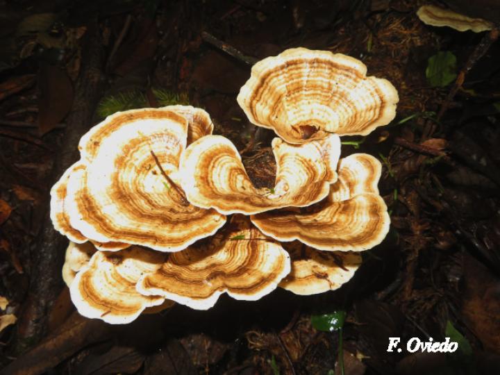 Trametes elegans