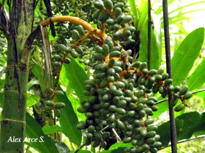 Chamaedorea tepejilote (Pacaya)