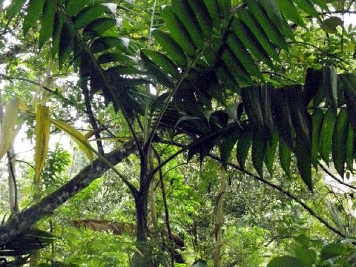 Chamaedorea tepejilote (Pacaya)
