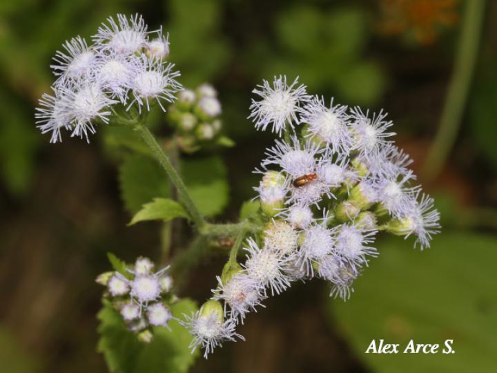 Ageratum conyzoides (Santalucía)