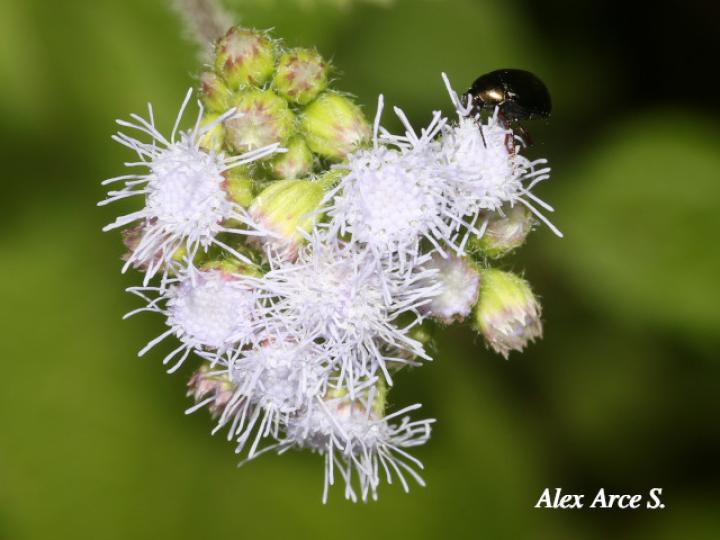 Ageratum conyzoides (Santalucía)