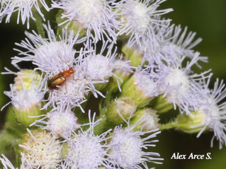 Ageratum conyzoides (Santalucía)
