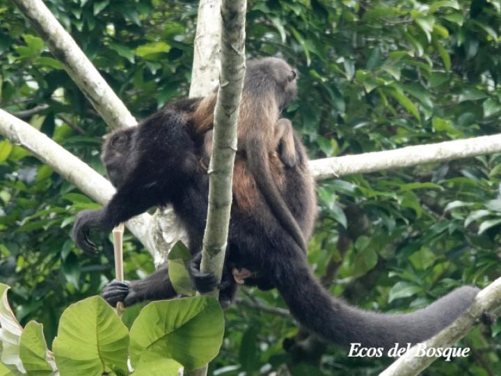 Alouatta palliata (Mono congo, mono aullador)