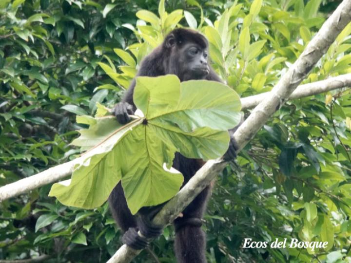 Alouatta palliata (Mono congo, mono aullador)