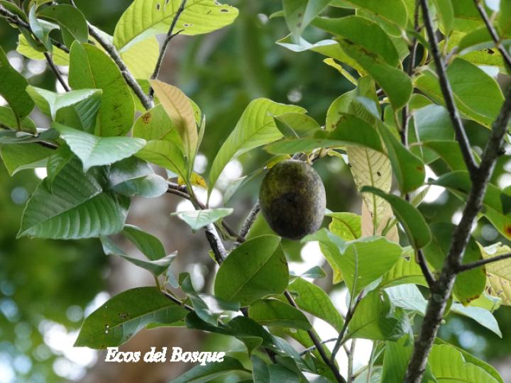 Annona glabra (Guanábana silvestre)
