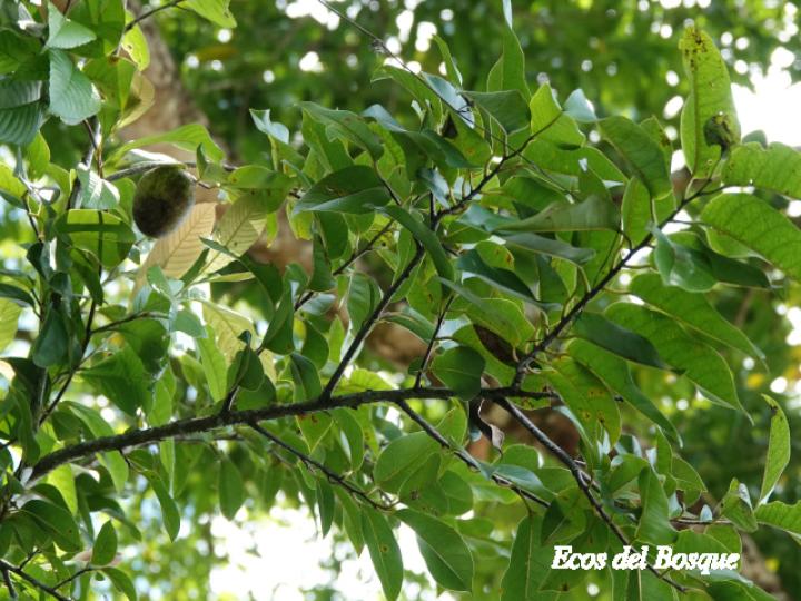 Annona glabra (Guanábana silvestre)