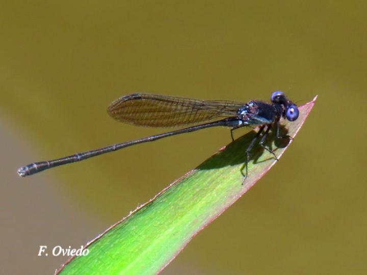 Argia translata (Azulilla de arroyo fusca)