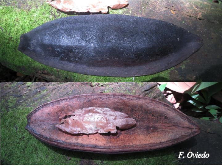 Callichlamys latifolia