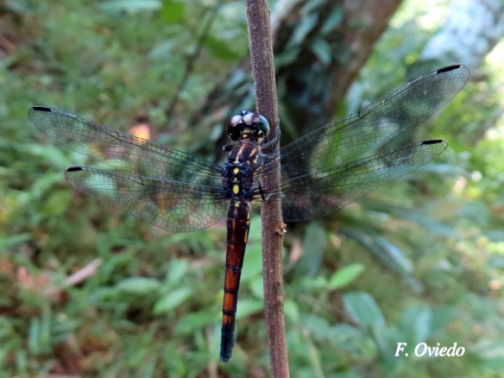 Cannaphila insularis