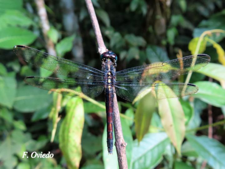 Cannaphila insularis
