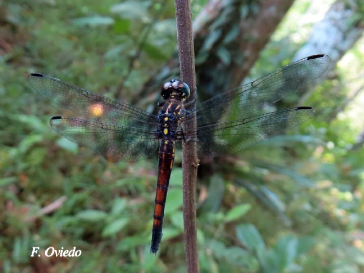 Cannaphila insularis