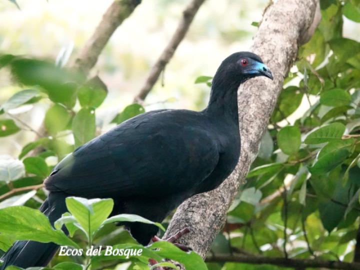 Chamaepetes unicolor (Pava negra)