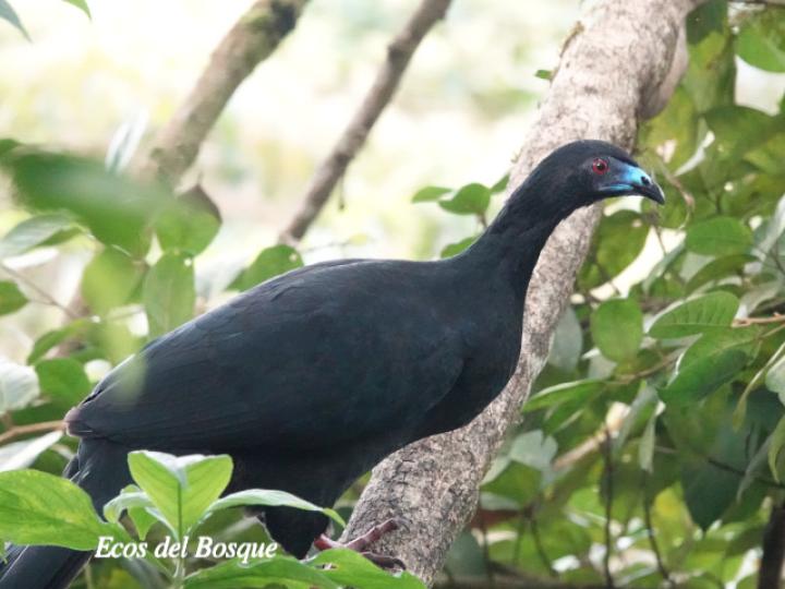 Chamaepetes unicolor (Pava negra)