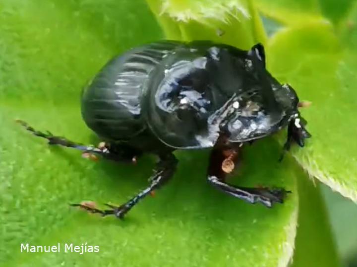 Copris lugubris (Escarabajo pelotero)