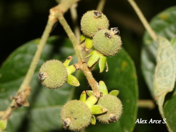Croton bilbergianus (Targuacillo)