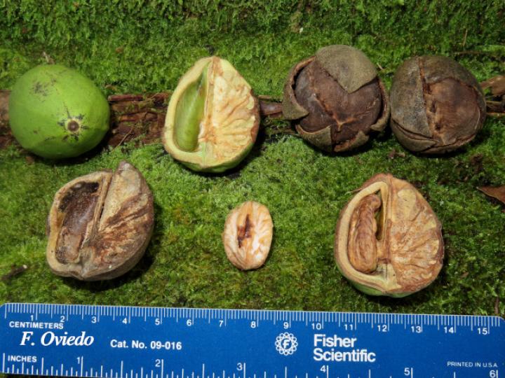 Croton megistocarpus