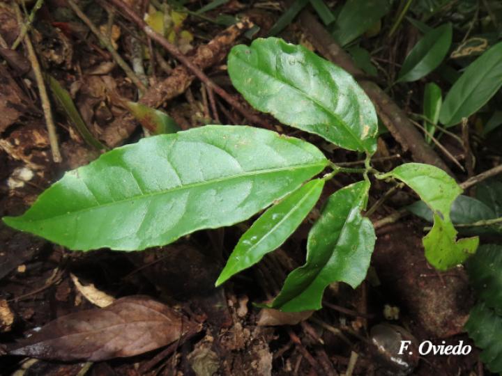 Croton megistocarpus