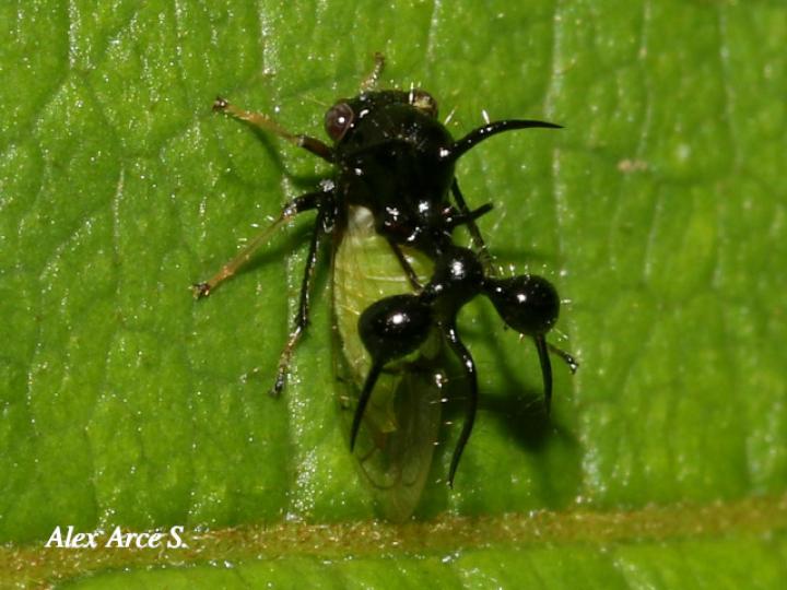 Cyphonia clavata
