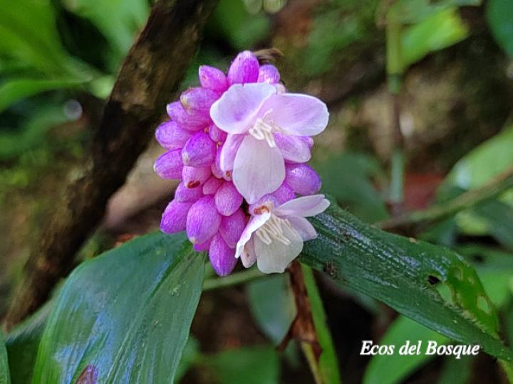 Dichorisandra hexandra