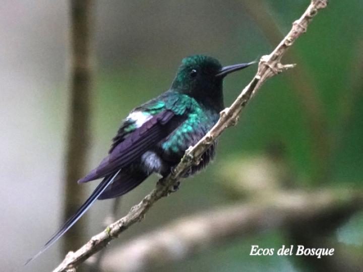 Discosura conversii (Colibrí colicerda verde)