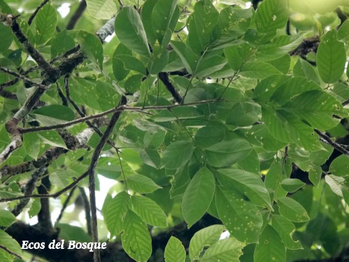 Dussia atropurpurea (Frijolón)