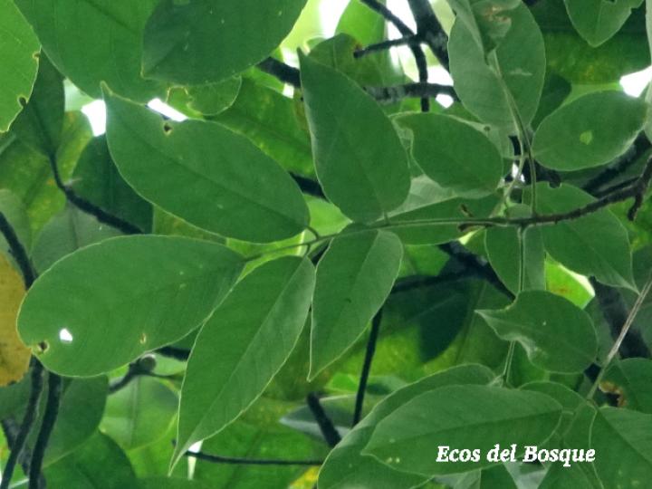 Dussia atropurpurea (Frijolón)