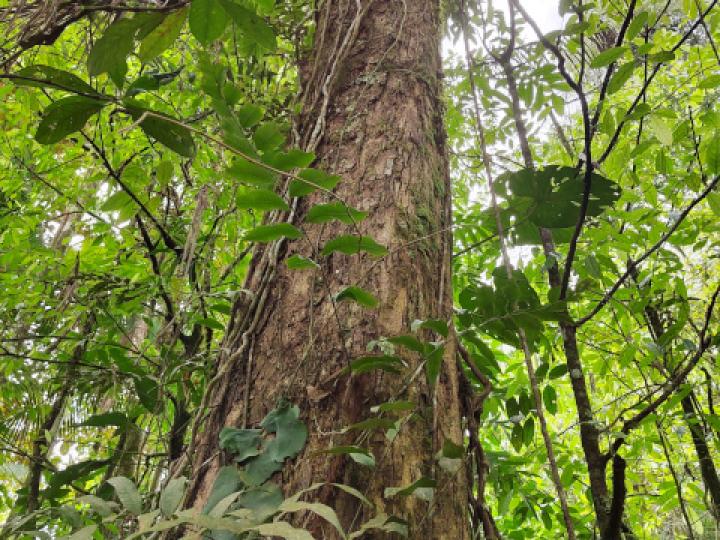 Dussia atropurpurea (Frijolón)