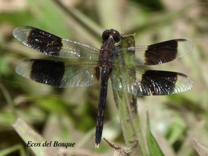 Erythrodiplax funerea (Rayadora de alas negras)