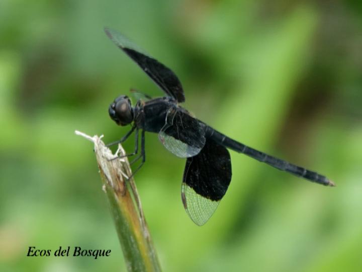 Erythrodiplax funerea (Rayadora de alas negras)
