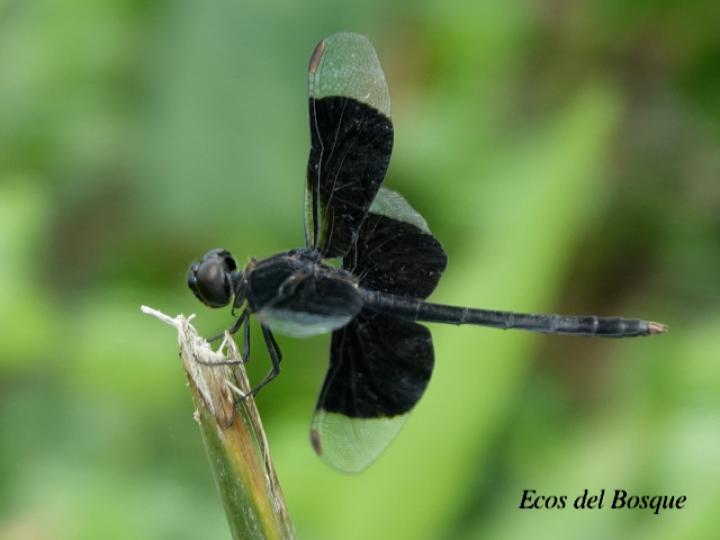 Erythrodiplax funerea (Rayadora de alas negras)