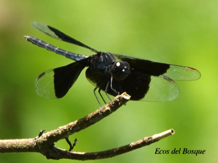 Erythrodiplax funerea (Rayadora de alas negras)