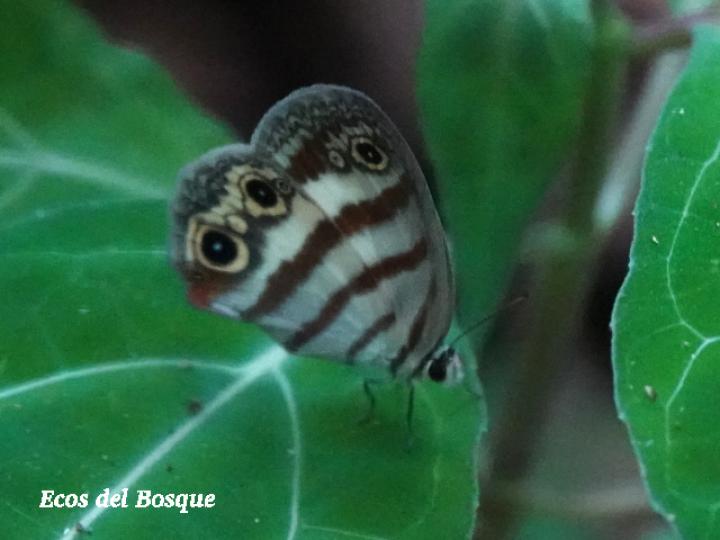 Euptychia jesia (Mariposa canelita)