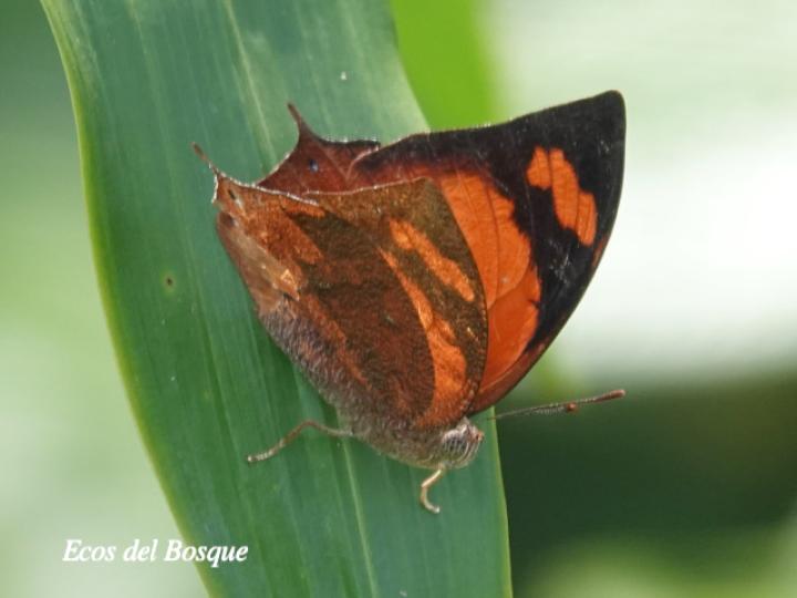 Fountainea eurypyle confusa (Ala de hoja puntiaguda)