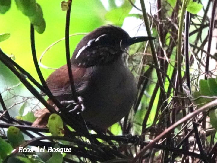 Henicorhina leucophrys (Soterrey de selva pechigrís)